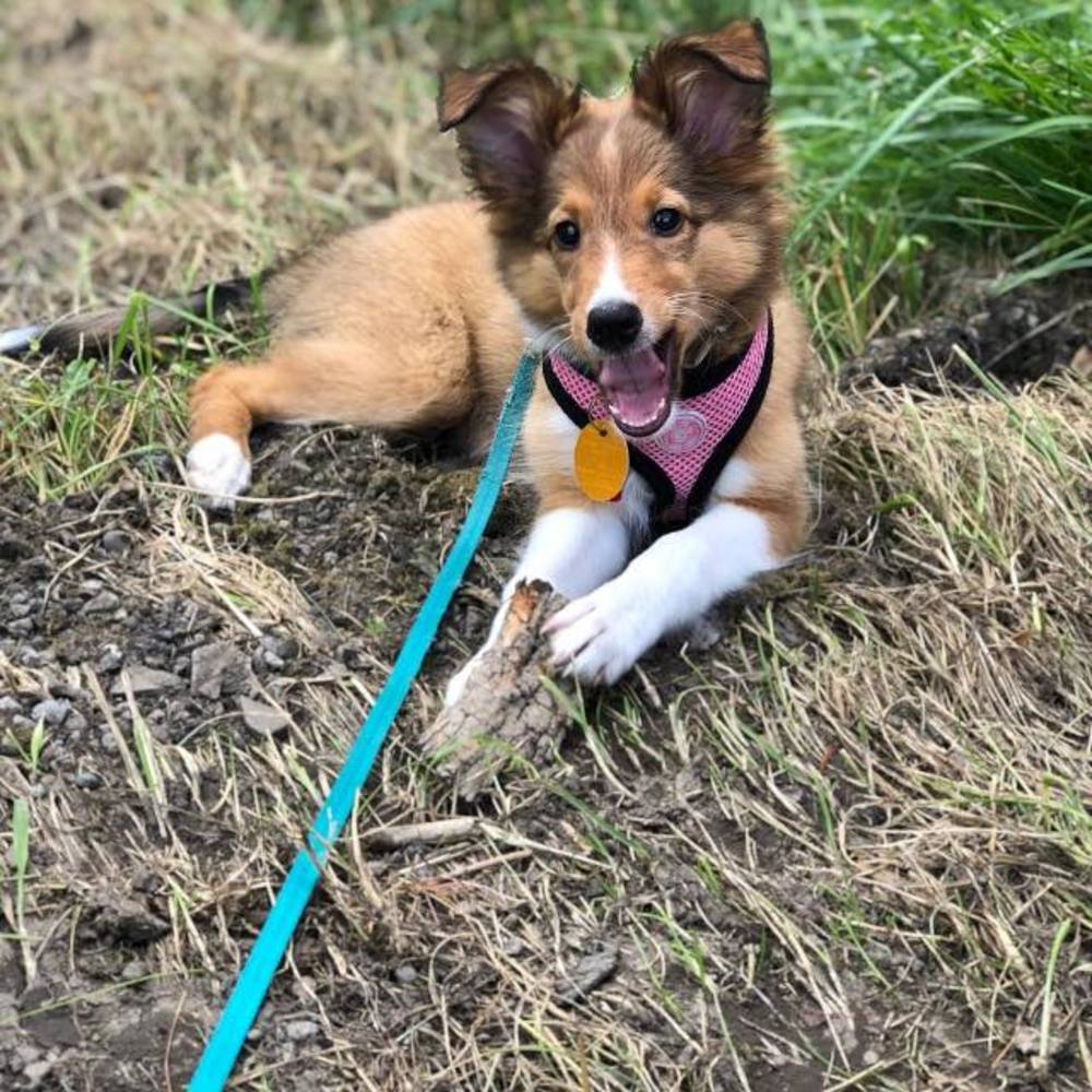 Meet your Posher, Laurie